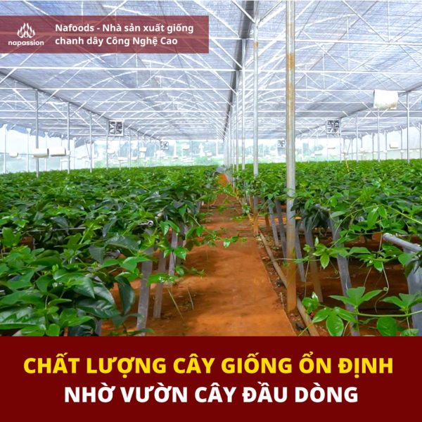 chat luong giong chanh leo on dinh nho vuon cay dau dong